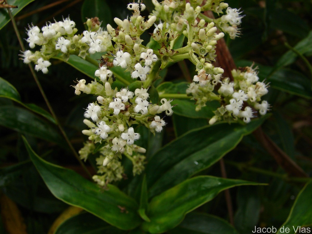 Hedyotis fruticosa L.